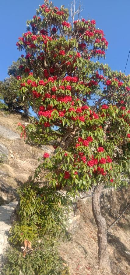 Chandarshila Hike Homestay Ukhimath 外观 照片